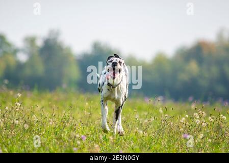 Junge Harlekin großen däne laufen wie verrückt in einer natürlichen Umgebung. Hund hat Zunge heraus Stockfoto