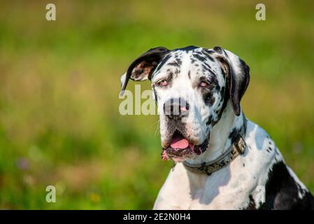 Harlekin Great Dane Porträt. Der Hund macht einige lustige Ausdrücke Stockfoto