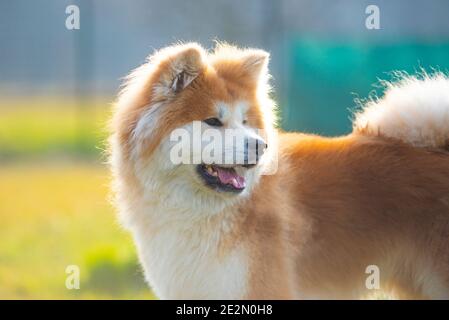 Portrait des japanischen Akita Hundes. Stockfoto