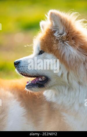 Portrait des japanischen Akita Hundes. Stockfoto