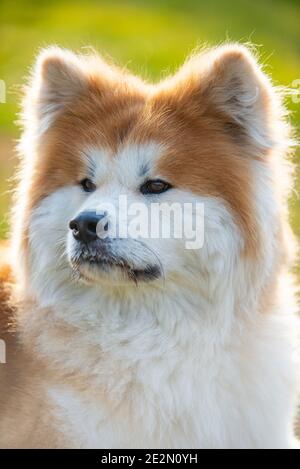 Portrait des japanischen Akita Hundes. Heftiger Ausdruck Stockfoto