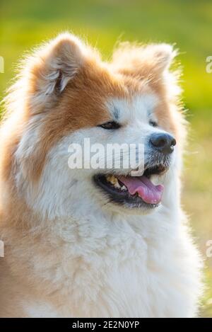 Portrait des japanischen Akita Hundes. Stockfoto