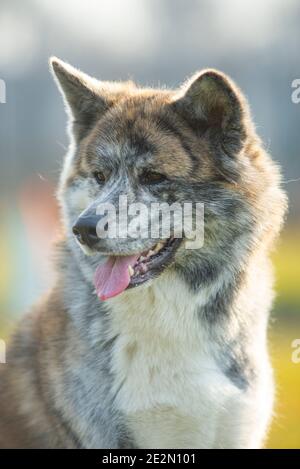 Portrait des japanischen Akita Hundes. Heftiger Ausdruck Stockfoto