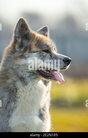 Portrait des japanischen Akita Hundes. Stockfoto