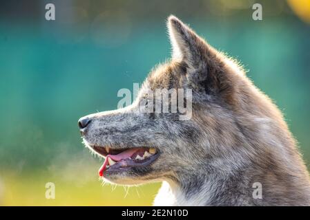 Portrait des japanischen Akita Hundes. Stockfoto