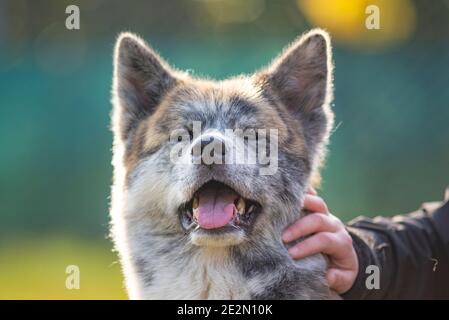 Portrait des japanischen Akita Hundes. Der Besitzer streichelt den Hund Stockfoto