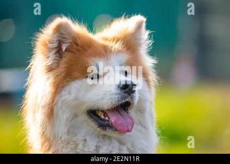 Portrait des japanischen Akita Hundes. Stockfoto