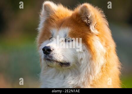 Portrait des japanischen Akita Hundes. Heftiger Ausdruck Stockfoto