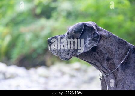 Porträt des großen dänen Hund in einer natürlichen Umgebung. Profilschuss, der den Kopf des Hundes verbessert Stockfoto