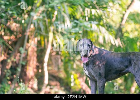 Porträt des großen dänen Hund in einer natürlichen Umgebung. Hund steht vor grünen Pflanzen Stockfoto