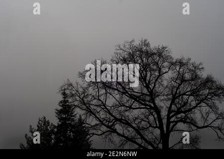 Silhouette von Bäumen gegen den grauen Himmel an einem nebligen Tag, an einem Wintertag gefangen. Monochromes Foto der malerischen Natur in Polen. Stockfoto