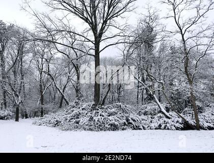 Panorama-Aufnahme von Winter und schneebedeckten Bäumen Stockfoto