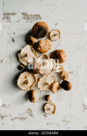 Der hohe Winkel der frisch gesammelten braunen Shiitake-Pilze auf a Rustikaler weißer Tisch Stockfoto