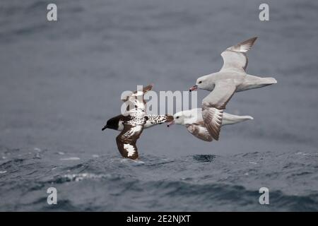 Südlicher Fulmars (Fulmarus glacialoides) und Kap Petrel (Daption capense), links, im Flug tief über der Scotia-See, Südshetland-Inseln 14th Dec 2015 Stockfoto