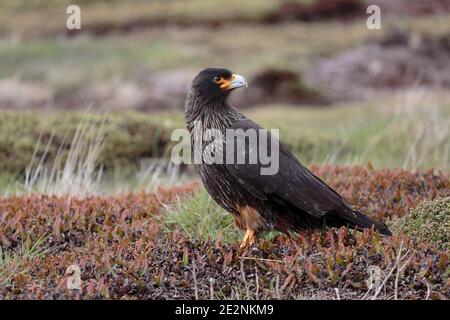 Gestreifte Caracara (Phalcoboenus australis), Erwachsener auf Vegetation, Carcass Island, Falkland Islands, 3. Dezember 2015 Stockfoto