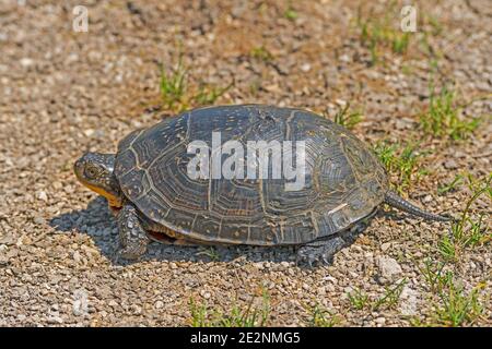 Blandings Turtle in der Nähe eines Prairie Pond in Goose Lake Prairie State Natural Area in Illinois Stockfoto