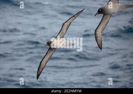 Hellmanniger Sooty Albatross (Phoebetria palpebrata), zwei Vögel im Flug über die Scotia-See, Südatlantik 13. Dec 2015 Stockfoto