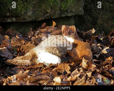 Schöne wilde Stau (Mustela erminea) oder Hermelin mit großen erwachsenen Kaninchen Beute gerade in ländlichen Cumbria, England, Großbritannien gefangen Stockfoto