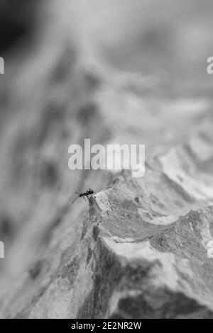 ameise klettert auf dem kleinen Felsgipfel Stockfoto