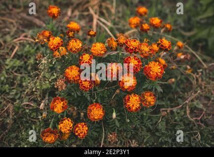 Leuchtend orange Ringelblumen Busch, Herbst floralen Hintergrund Stockfoto