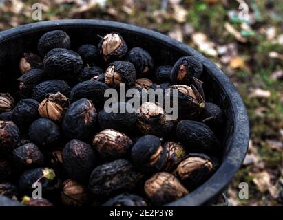 Nahaufnahme Bio-Walnüsse Ernte in schwarzer Schale in Eimer Stockfoto