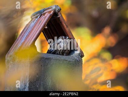 Eurasian Tawny owl (Strix aluco) resting in chimney at colourful indian summer forest edge, Baden-Wuerttemberg, Germany Stockfoto