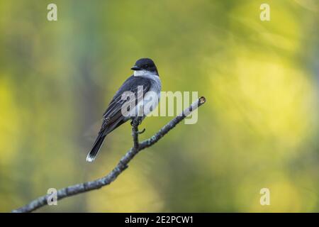 Eastern kingbird in Nordwisconsin. Stockfoto