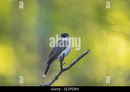 Eastern kingbird in Nordwisconsin. Stockfoto