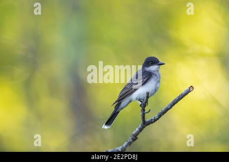 Eastern kingbird in Nordwisconsin. Stockfoto