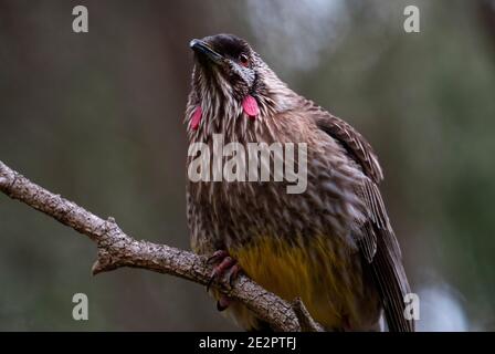 Red Wattlebird, Anthochaera carunculata, Honigfresser in einem Baum in der Nähe von Perth Western Australia. Stockfoto