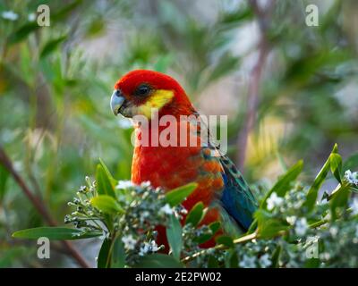 WESTERN Rosella, Platycercus icterotis, Papagei Fütterung auf einer Baumblume in Albany Western Australia. Stockfoto