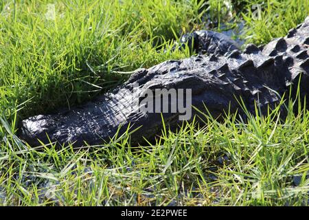 American Crocodile Legen im Gras, Everglades National Park, Florida, USA Stockfoto