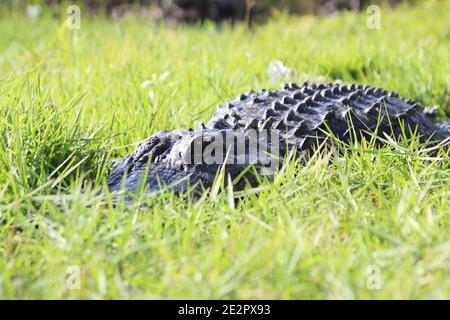 American Crocodile versteckt im Gras, Everglades National Park, Florida, USA Stockfoto