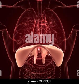 Membran menschliche Atemwege Anatomie für medizinisches Konzept 3D Illustration Stockfoto