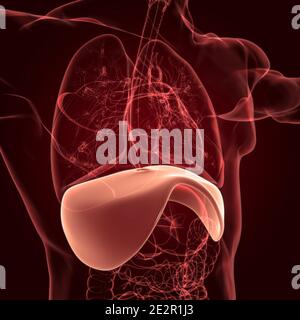 Membran menschliche Atemwege Anatomie für medizinisches Konzept 3D Illustration Stockfoto