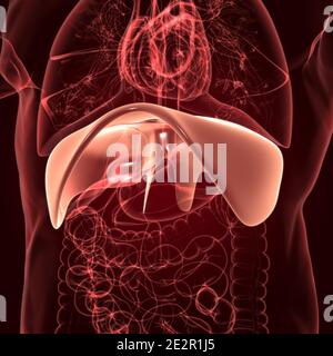Membran menschliche Atemwege Anatomie für medizinisches Konzept 3D Illustration Stockfoto