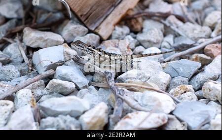 Bared Dragon Eidechse in Central Texas rockbed Stockfoto