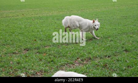 Weißer Schäferhund (Berger Blanc Suisse) Hüpft wie ein Kaninchen über ein Feld Stockfoto