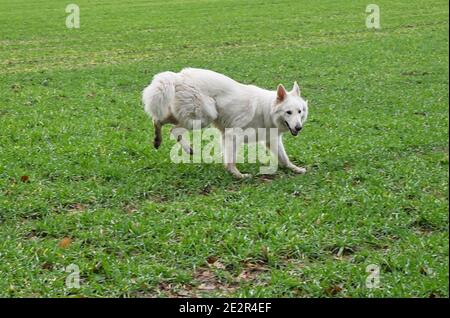 Weißer Schäferhund (Berger Blanc Suisse) Hüpft wie ein Kaninchen über ein Feld Stockfoto