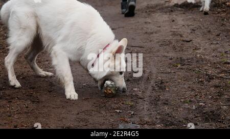 Weißer Schäferhund (Berger Blanc Suisse) Verspielt beißt in einen Ast im Herbstwald Stockfoto