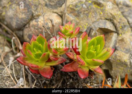 Rot-grüne Dudleya-Arten Bluff-Salat North Coast Dudleya pulverig Liveforever Meeressalat (Dudleya farinosa) Stockfoto