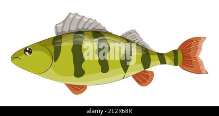 vektor Gelber Barsch, gestreifter Barsch, amerikanischer Barsch, Nordamerika Fisch native, Bild in der Hand Zeichnung Cartoon-Stil Stock Vektor