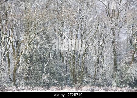 Schneebedeckte Bäume im dezember in der cotswold Landschaft. In Der Nähe Von Chipping Campden, Cotswolds, Gloucestershire, England Stockfoto