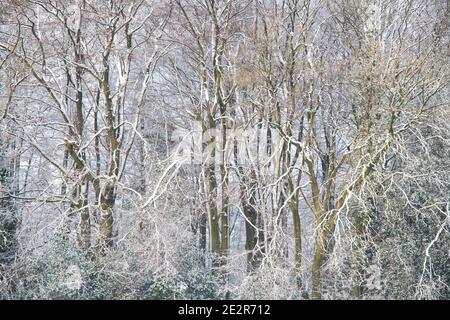 Schneebedeckte Bäume im dezember in der cotswold Landschaft. In Der Nähe Von Chipping Campden, Cotswolds, Gloucestershire, England Stockfoto