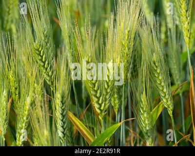 Nahaufnahme des Weizenfeldes mit Weizenköpfen im frühmorgendlichen Hintergrund Stockfoto