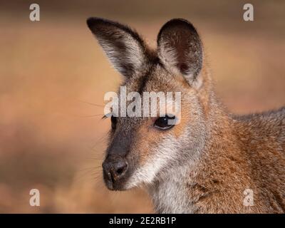 Rothalswallaby, Macropus rufogriseus, Kopf- und Schulterportrait im Buschland bei Dubbo im Zentralwest von New South Wales, Australien Stockfoto