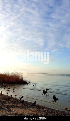 Fliegende Vögel in der Nähe der Ostsee. Pirita Strand in schöner Herbstzeit. Stockfoto