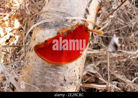 Cinnabar-Polyporus (Pycnoporus cinnabarinus) auf einem gefallenen roten Birkenstamm (Betula occidentalis), der die leuchtend roten/orangen Poren zeigt. Stockfoto