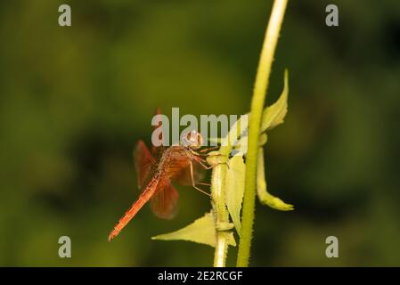 Orange Libelle, Neurothemis terminata, Bokaro, Westbengalen, Indien Stockfoto