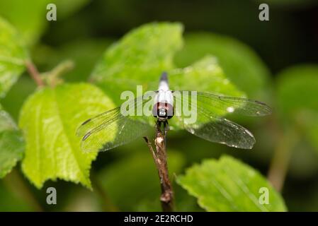 Libelle, Aethriamanta sp, Bokaro, Westbengalen, Indien Stockfoto
